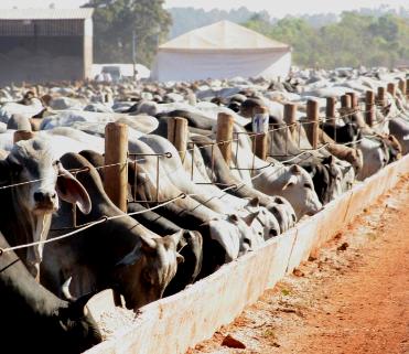 Goi S Deve Exportar Em Mais De Mil Toneladas De Carne Bovina