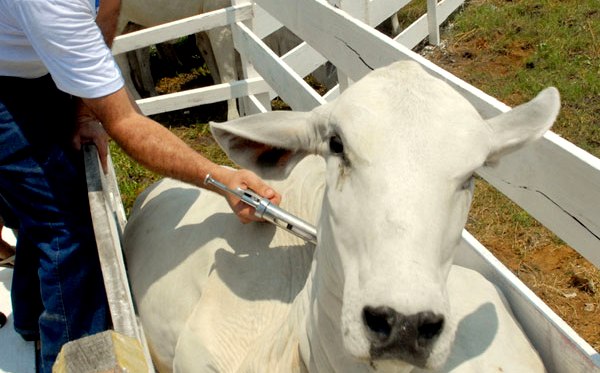 Campanha De Vacina O De Bovinos E Bubalinos Contra Febre Aftosa Come A