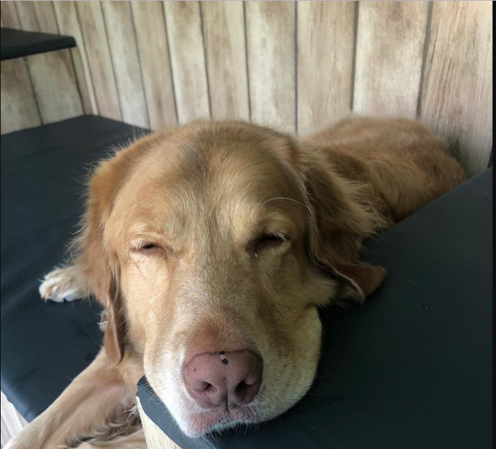 Cachorrinho dormindo.