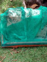 Abelhas foram levadas para uma cooperativa de apicultores.