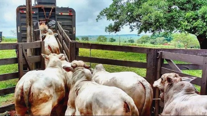 Agrodefesa Orienta Sobre Regras Para Movimentar Bovinos E Bubalinos