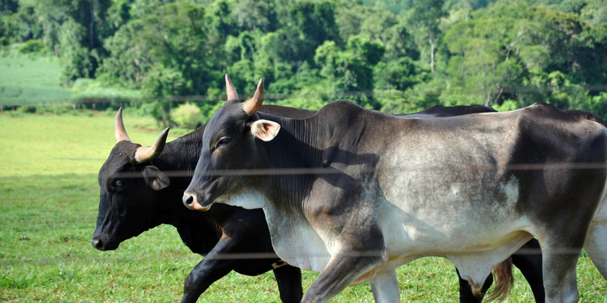 Goiás comemora o título de detentor do segundo maior rebanho bovino do País