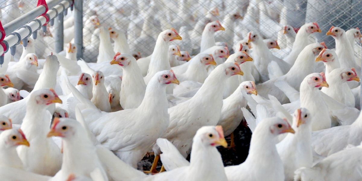 Eficiência produtiva, logística e sanidade impulsionam exportação goiana de frango