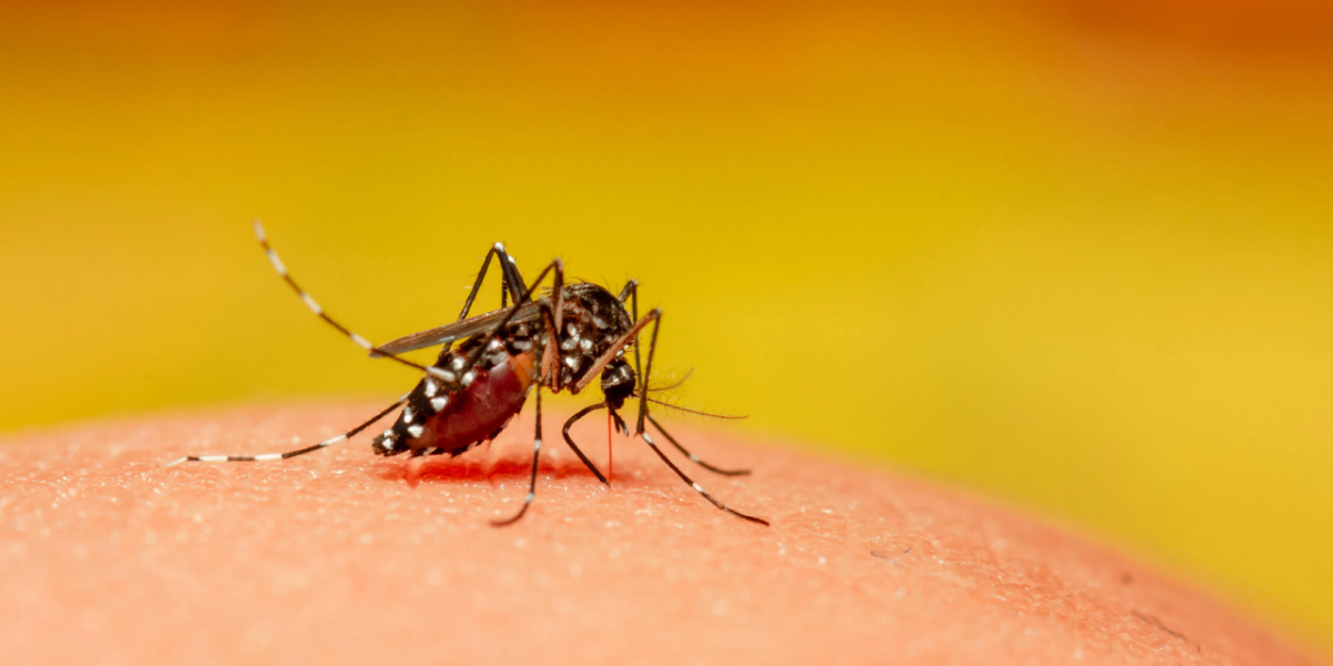 Mais da metade dos municípios goianos estão em emergência por dengue