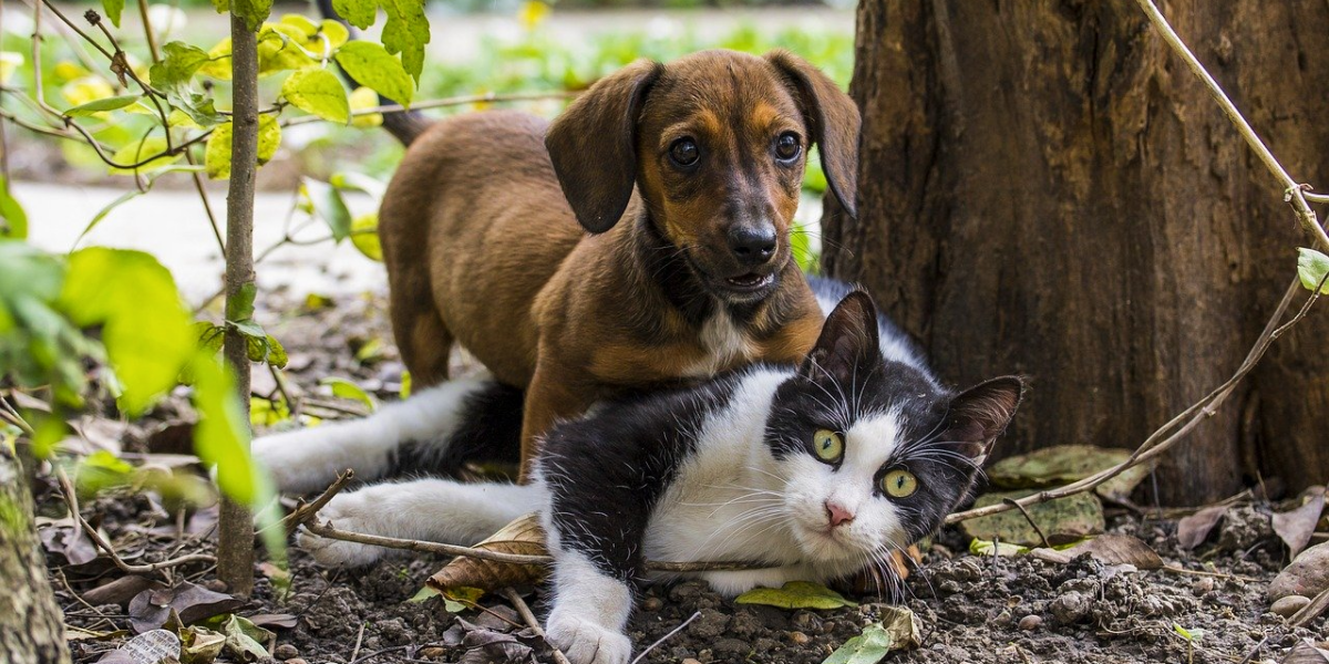 UFG vacina gratuitamente cães e gatos contra a raiva