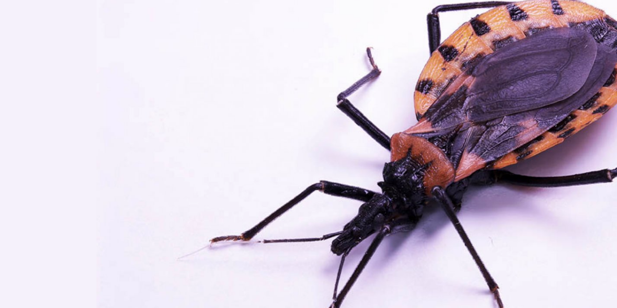 Doença de Chagas pode ter hoje 100% de possibilidade de cura