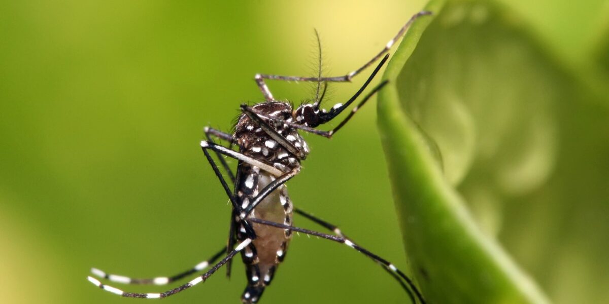 Dengue já matou 90 pessoas neste ano em Goiás