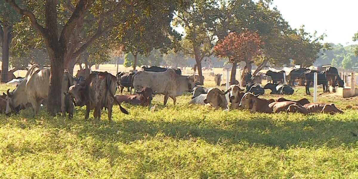 Alta genética do gado leiteiro goiano é destaque internacional