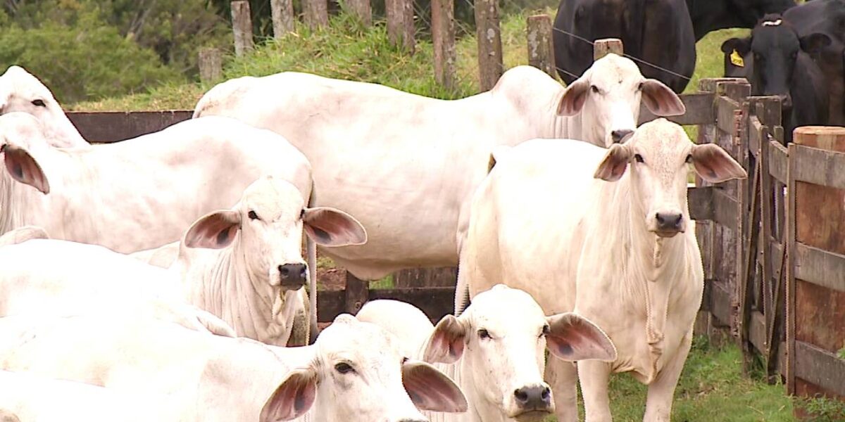 Campanha contra a febre aftosa deve imunizar 24 milhões de bovinos