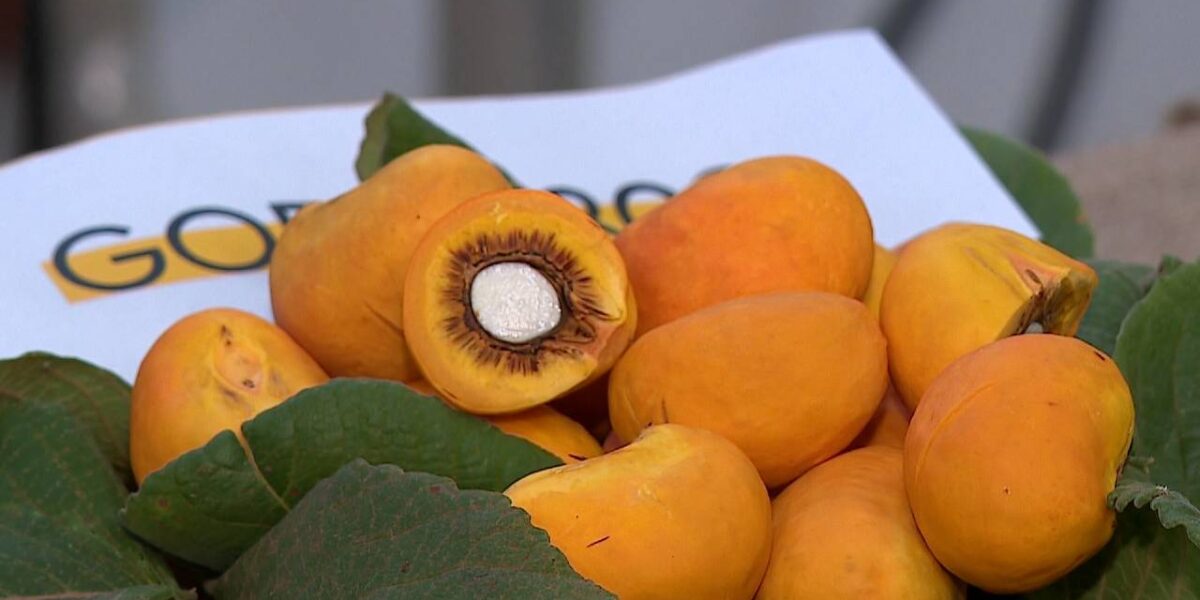 Novo fruto de Goiás: o pequi sem espinhos