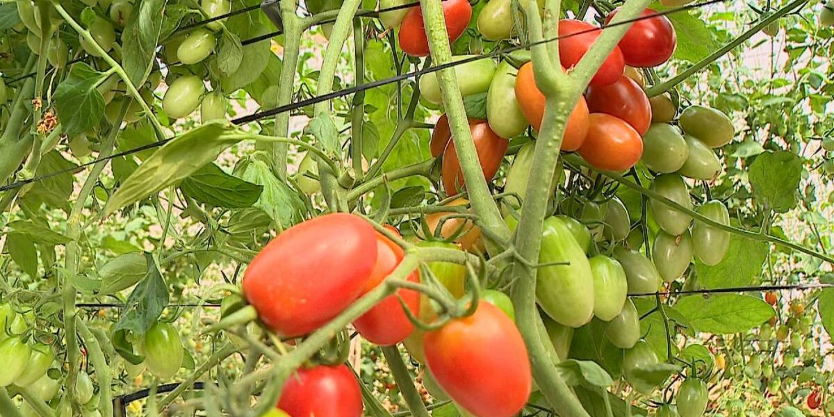 Goiás é destaque na produção de tomate