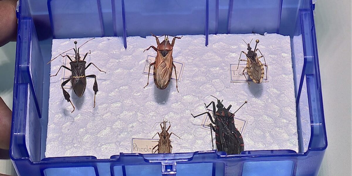 Saúde cria sistema de controle da doença de chagas em Goiás