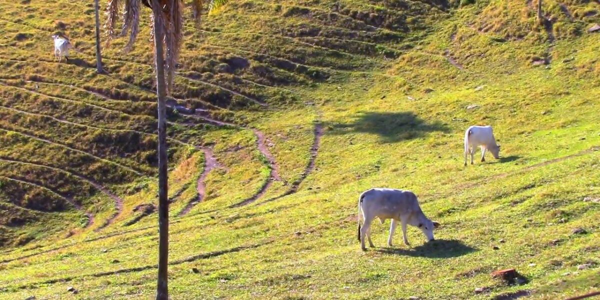 Goiás se destaca na agricultura sustentável