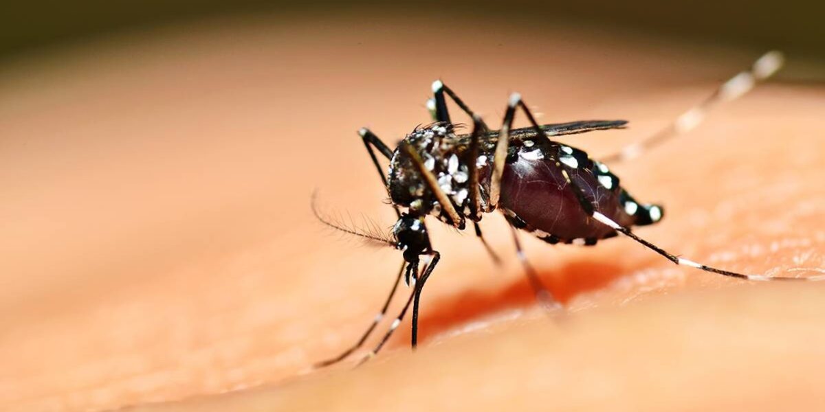 Dengue é a doença mais preocupante em Goiás no momento