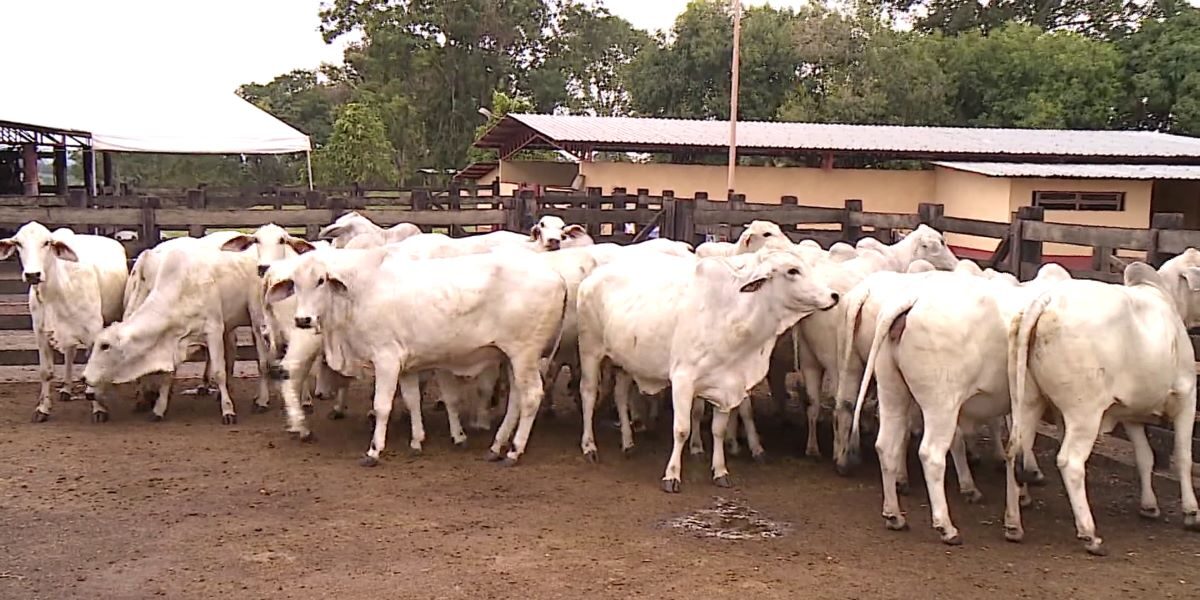 Goiás é reconhecido como livre de aftosa sem vacinação