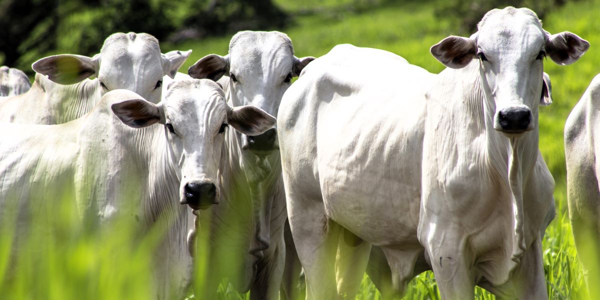Goiás registra abate recorde de bovinos no 1º trimestre de 2024