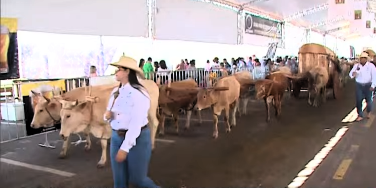 Trindade revive emoção do desfile de carros de bois