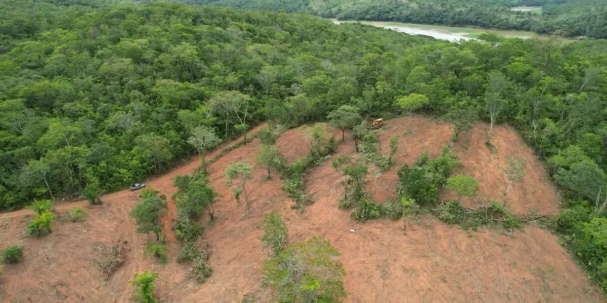 Goiás registra grande redução do desmatamento do Cerrado em 2024