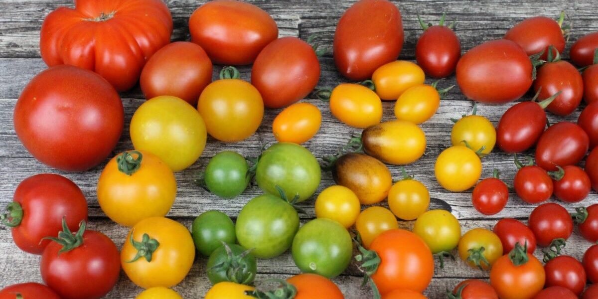 Produção de tomate em Goiás bate recordes