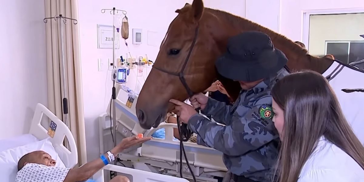 Pacientes de hospital recebem visita de cavalos da PM