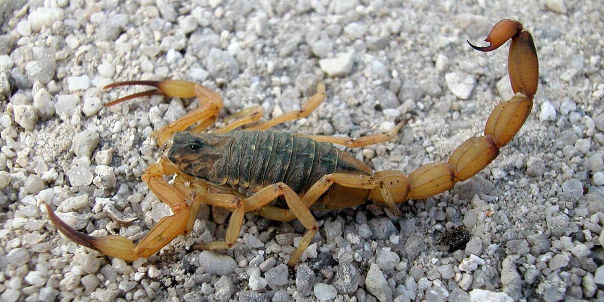 Animais peçonhentos já causaram 10 mortes em Goiás este ano