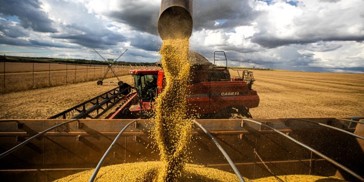 Vazio sanitário da soja chega ao fim em Goiás