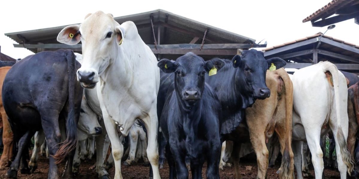 Agrodefesa lança a Semana de Combate à Brucelose