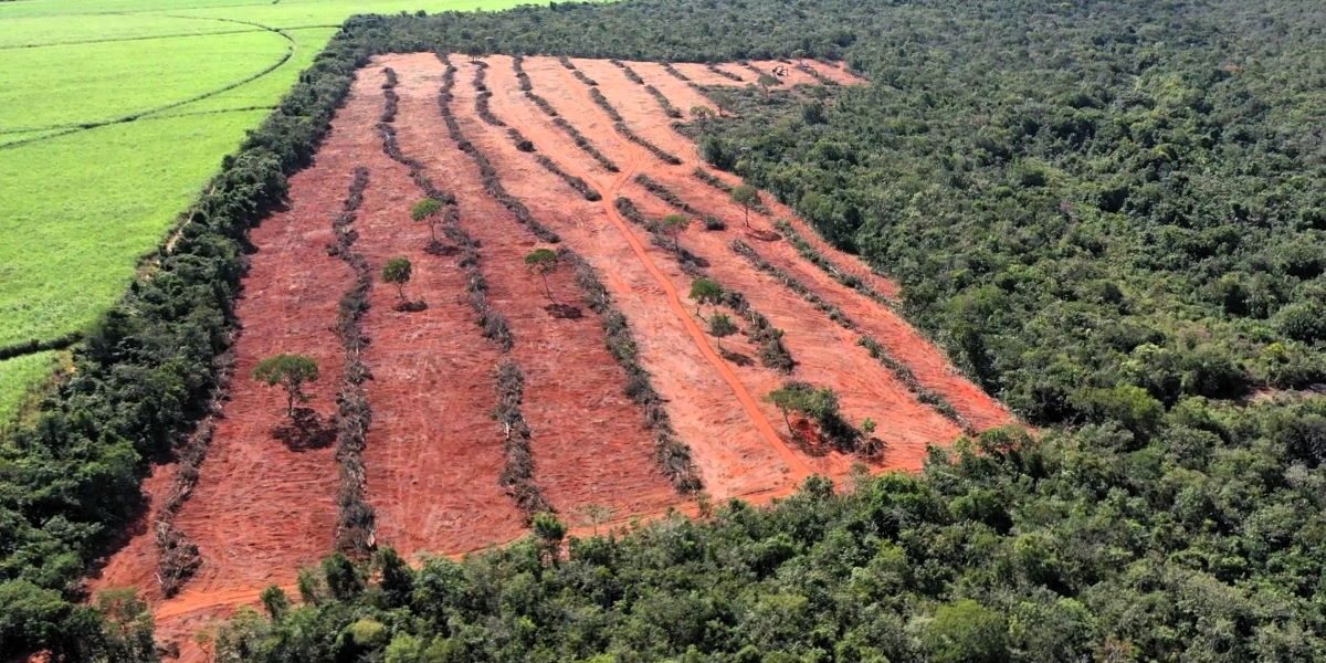 Desmatamento em Goiás caiu 44% em 2025, aponta MapBiomas
