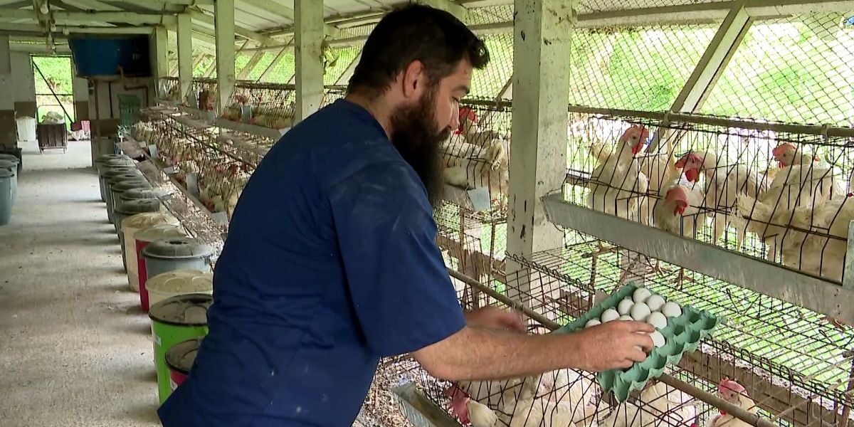 Goiás ganha destaque nacional na produção de ovos