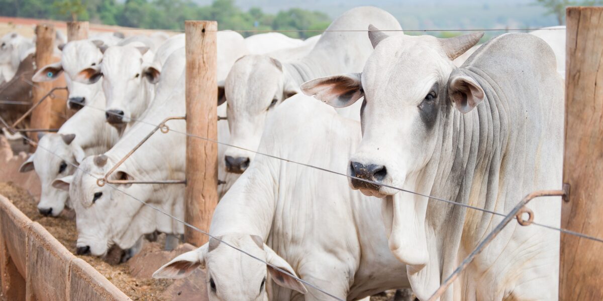 Em Goiás, VBP da Agropecuária deve crescer 11,4% em 2021