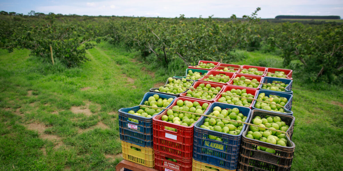 Secretário e superintendentes da Seapa participam do Fórum da Rota da Fruticultura em Brasília neste sábado (18/9)