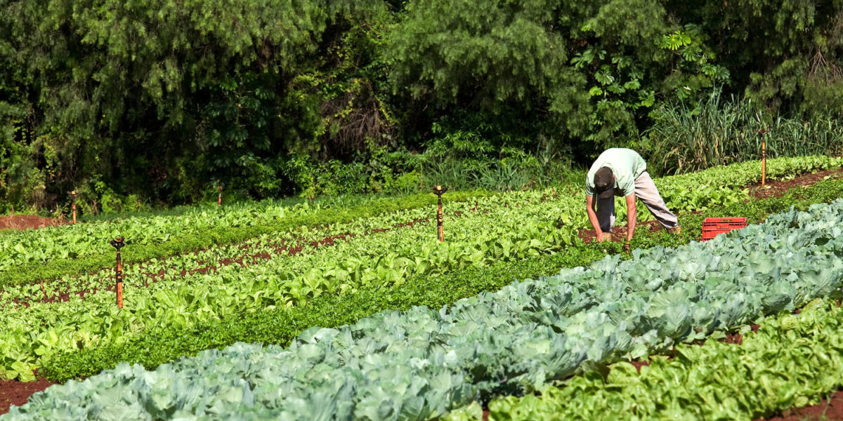 Governo de Goiás divulga lista dos produtores aprovados no PAA Quilombola