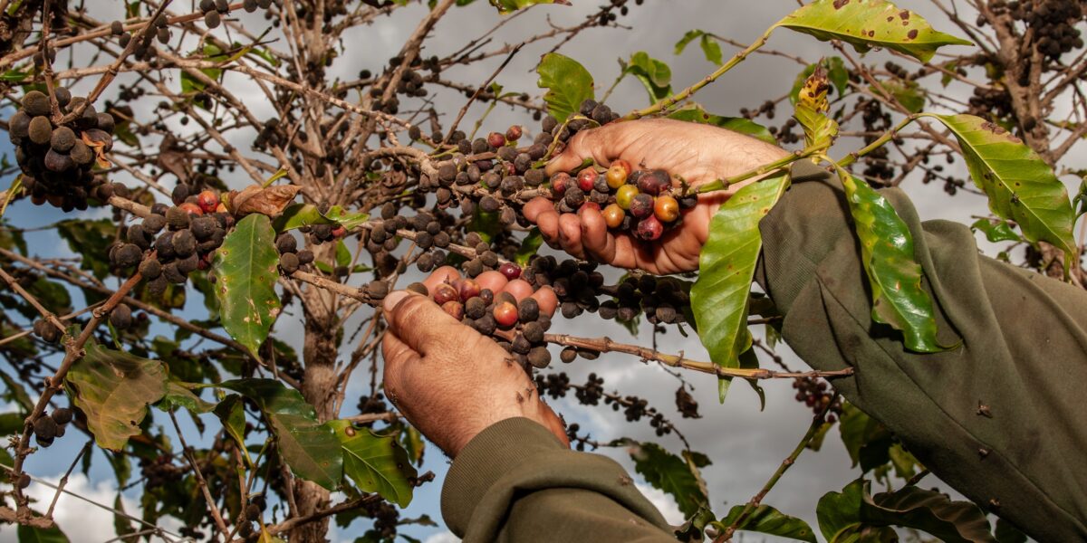 Conab prevê crescimento de 30,6% na produção de café em Goiás