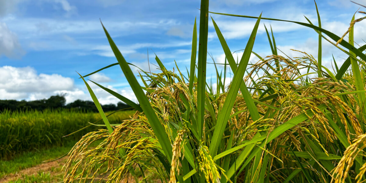 Área plantada de arroz em Goiás deve ter crescimento de mais de 23%, segundo IBGE