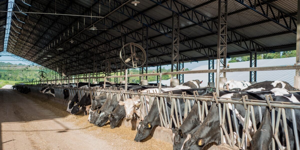 Medidas de apoio ao produtor fortalecem a cadeia láctea de Goiás