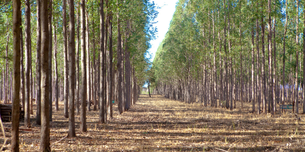 Área de florestas plantadas para extração de madeira em Goiás apresenta crescimento após quatro quedas seguidas