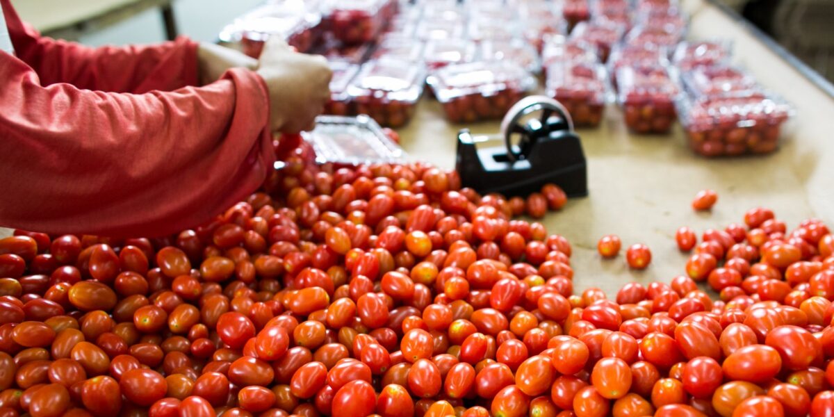 Produção de tomate em Goiás deve crescer 36,6% em 2024