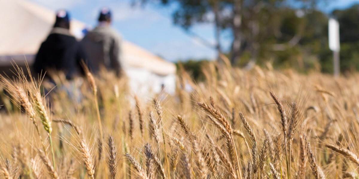 Diversificação de culturas é um dos segredos do sucesso agropecuário de Goiás