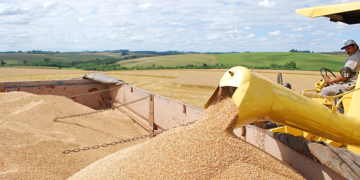 Goiás se consolida como líder na produção de trigo no Centro-Oeste