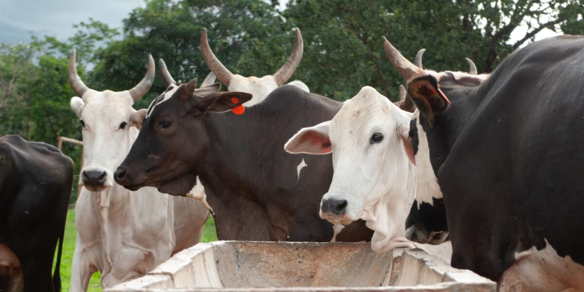 FCO Rural aprova mais de R$ 19 milhões de reais para investimentos na agropecuária goiana