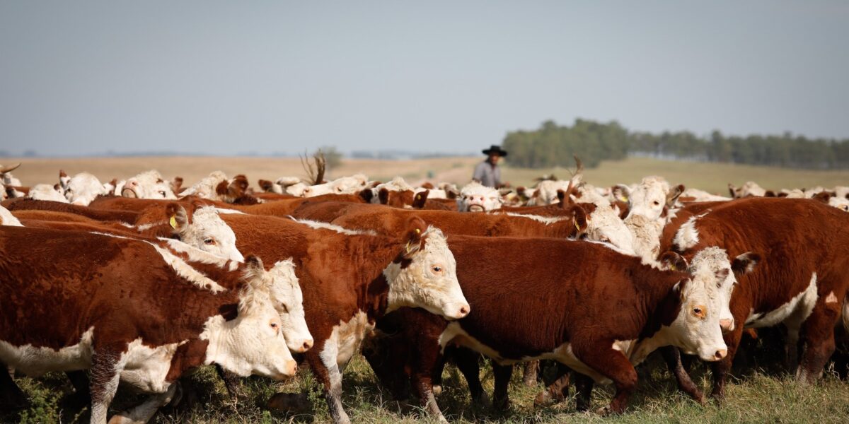 Em alta, abate de bovinos atinge 1,06 milhão de animais em Goiás