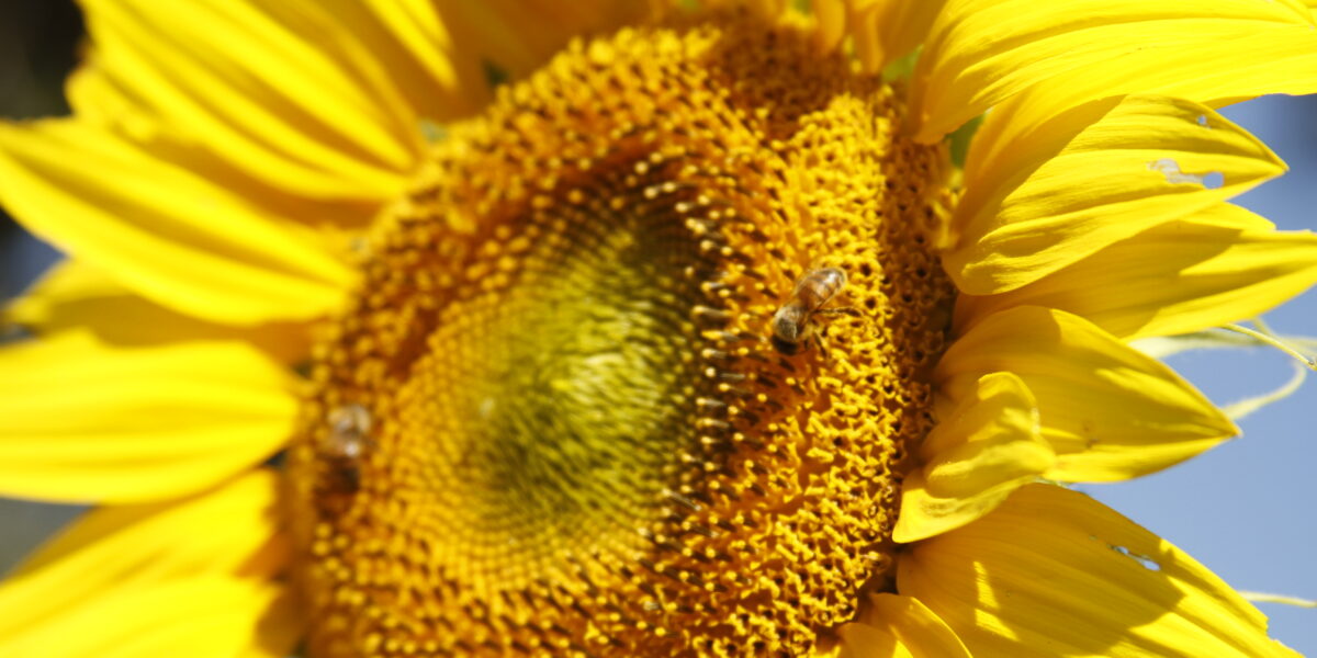 Goiás se consolida como líder na produção de Girassol