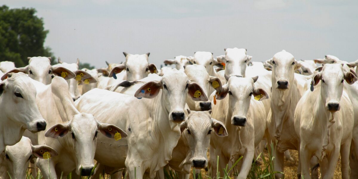 Goiás bate recorde no abate de bovinos no 1º trimestre de 2025