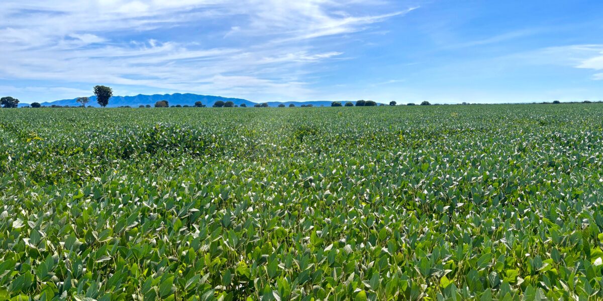 Produção de grãos em Goiás deve avançar 17% na safra 2024/2025