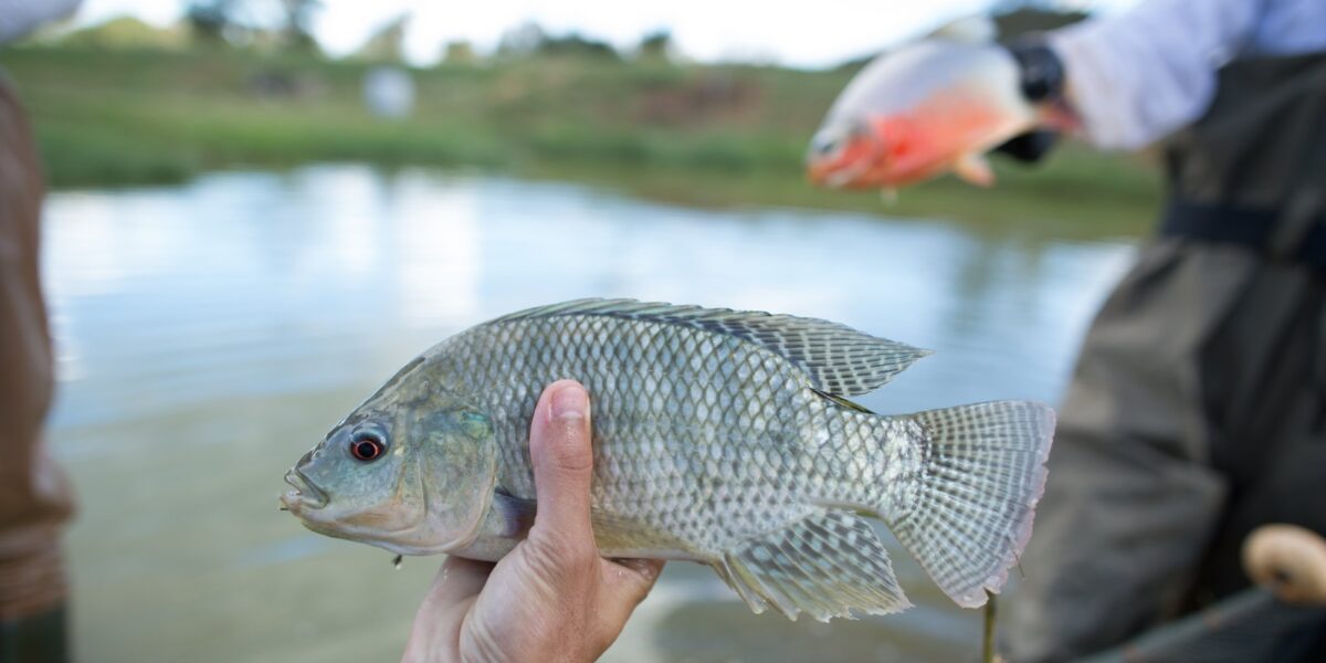 Goiás inclui tilápia no Programa de Aquisição de Alimentos