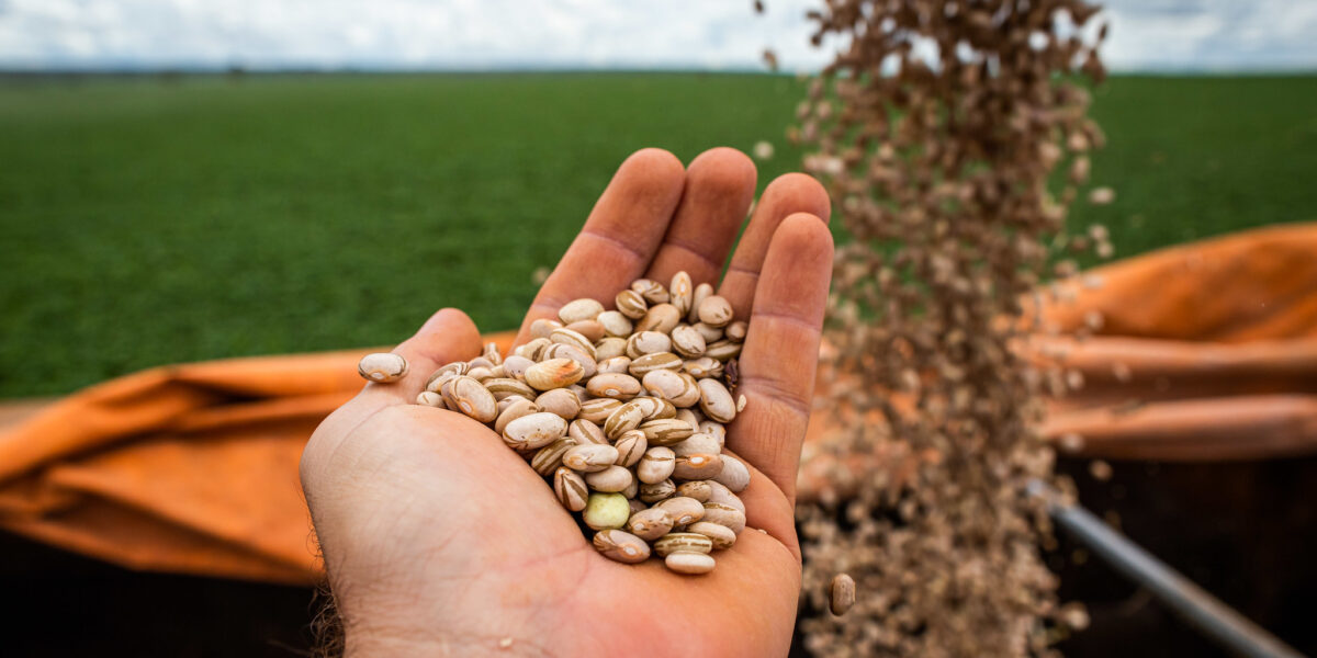 Goiás tem maior produção de feijão das últimas quatro safras e se consolida entre líderes nacionais