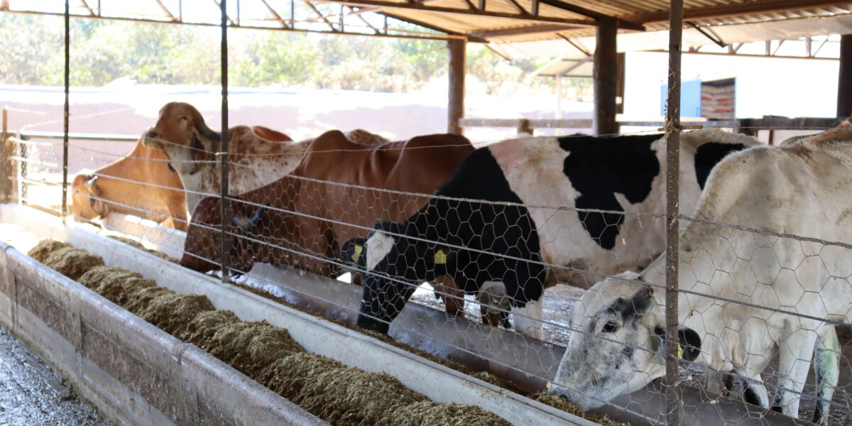 Governo amplia prazo de inscrições ao Programa de Melhoramento Genético Bovino para Agricultura Familiar