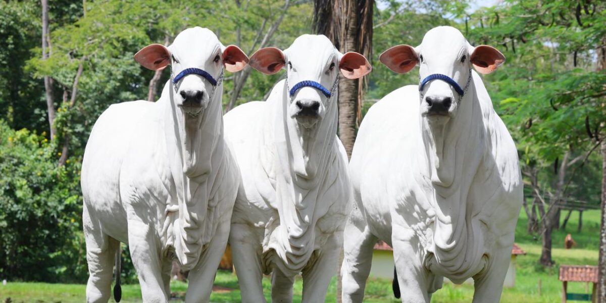 Seapa promove agenda internacional durante o Goiás Genética