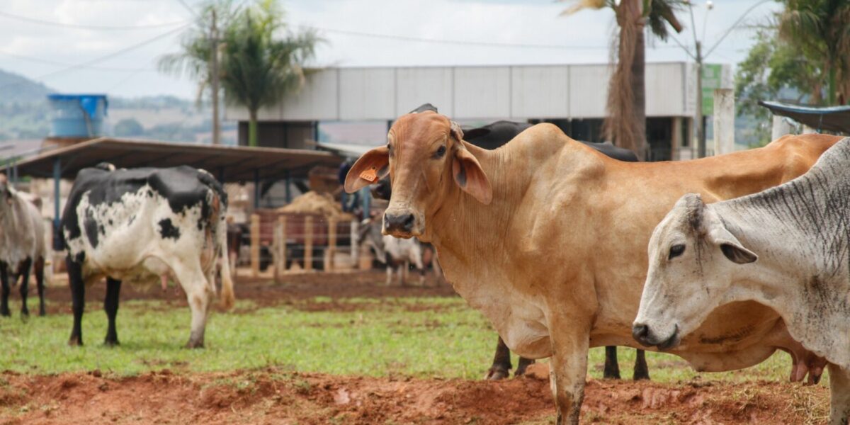 Programa de Melhoramento Genético Bovino para Agricultura Familiar divulga resultado preliminar