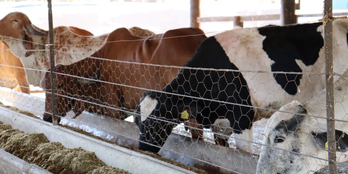 Governo de Goiás divulga resultado final do Programa de Melhoramento Genético Bovino